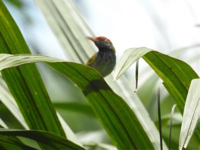 gestreepte snijdervogel - Orthotomus atrogularis - Dark-necked tailorbird
