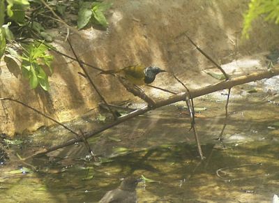 wielewaalzanger - Hypergerus atriceps - Oriole warbler
