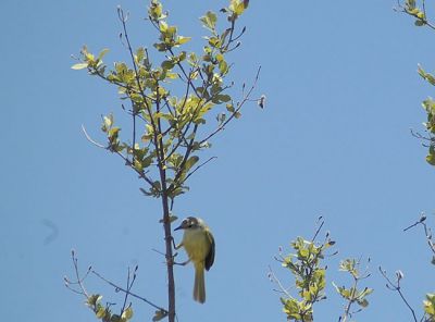 geelborstapalis - Apalis flavida - Yellow-breasted apalis
