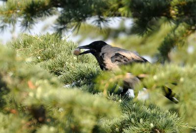 Bonte kraai - Corvus cornix - Hooded crow
