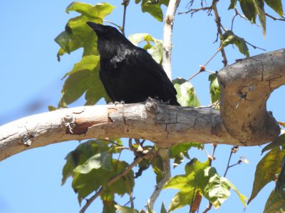 Amerikaanse kraai - American crow - Corvus brachyrhynchos
