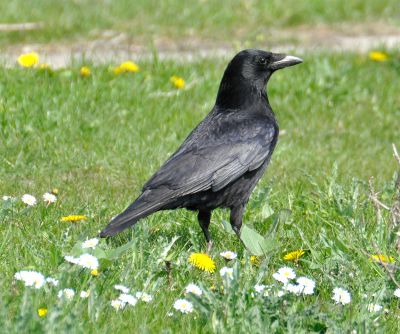 Zwarte kraai - Corvus corone - Black crow
