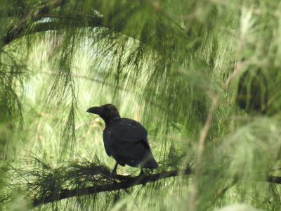 dikbekkraai - corvis macrorhynchos - Large-billed crow
Keywords: large-billed crow;corvis macrorhynchos