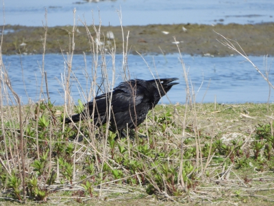 Zwarte kraai - Carrion Crow - Corvus corone
