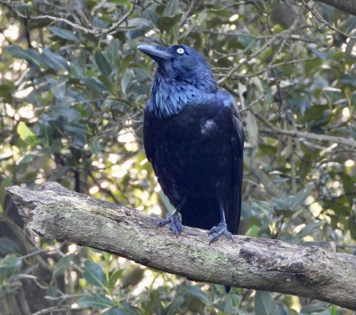 Australische raaf - Corvus coronoides - Australian raven
