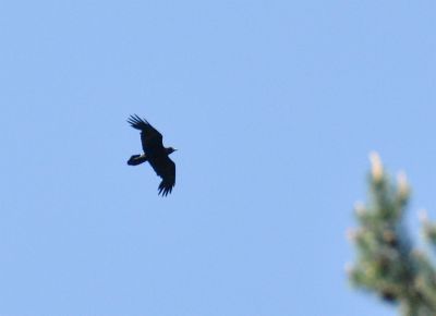 Raaf - Northern Raven - Corvus corax

