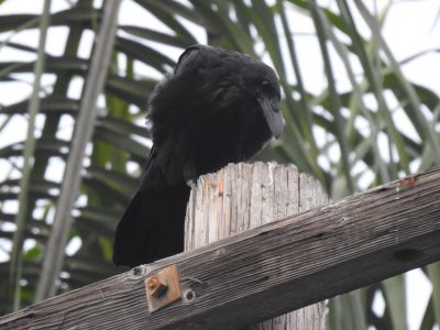 Raaf - Northern Raven - Corvus corax
