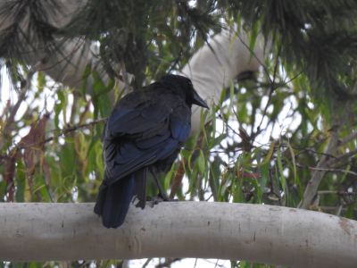 Raaf - Northern Raven - Corvus corax
