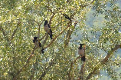 Bonte kraai - Corvus cornix - Hooded crow 
