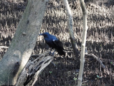 Kleine raaf - Corvus mellori - Little raven
