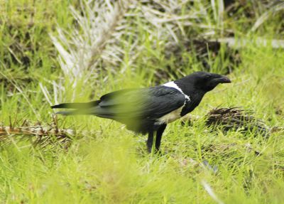 schildraaf - Corvus albus - Pied crow
