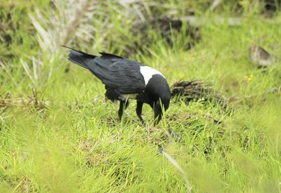 schildraaf - Corvus albus - Pied crow
 of witborstraaf
