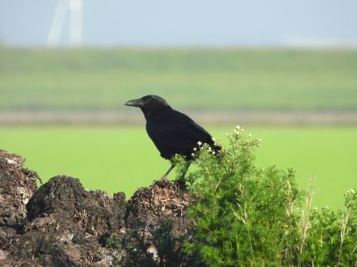 Zwarte kraai - Carrion Crow - Corvus corone
