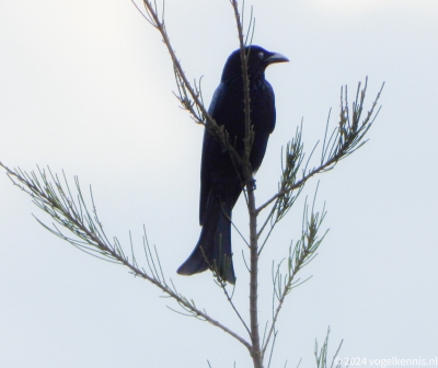 Glansvlekdrongo - Dicrurus bracteatus - Spangled drongo
