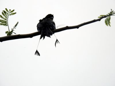 Vlaggendrongo - Dicrurus paradiseus - Greater racket-tailed drongo
