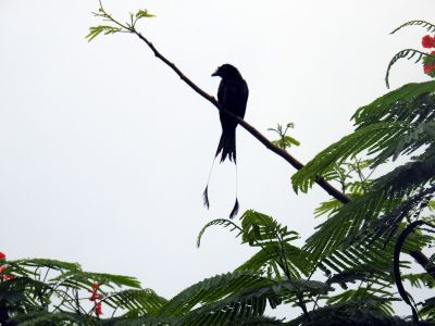 Vlaggendrongo - Dicrurus paradiseus - Greater racket-tailed drongo
