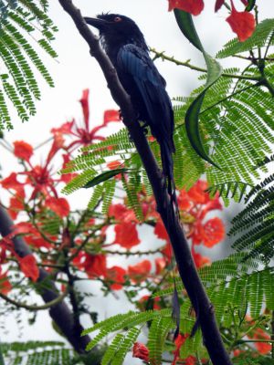 Vlaggendrongo - Dicrurus paradiseus - Greater racket-tailed drongo
Keywords: vlaggendrongo - Dicrurus paradiseus