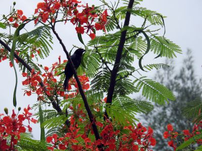 Treurdrongo - Dicrurus adsimilis - Fork-tailed drongo

