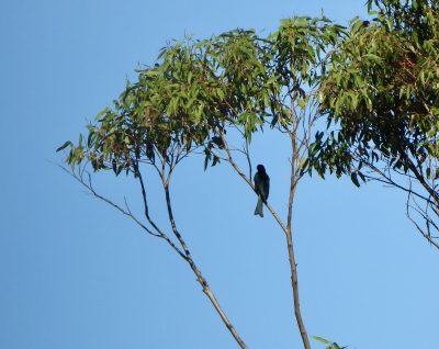 Glansvlekdrongo - Dicrurus bracteatus - Spangled drongo
