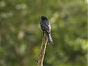 fork-tailed_drongo3.jpg