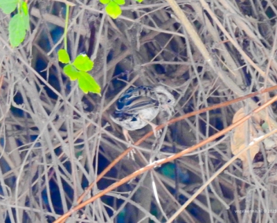  savannahgors - Savannah sparrow - Passerculus sandwichensis
