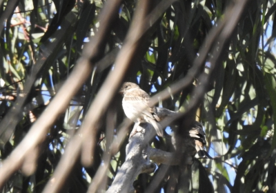 Veldgors - Spizella pusilla - Field sparrow
