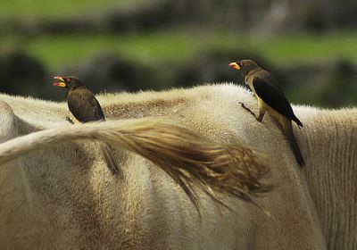 Geelsnavelossenpikkers - Buphagus africanus - Yellow-billed oxpecker
