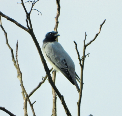 Australische rupsvogel - Coracina novaehollandiae - Black-faced cuckooshrike
