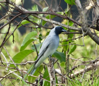 Australische rupsvogel - Coracina novaehollandiae - Black-faced cuckooshrike
