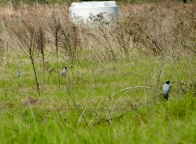 Australische rupsvogel - Coracina novaehollandiae - Black-faced cuckooshrike
