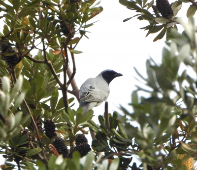 Australische rupsvogel - Coracina novaehollandiae - Black-faced cuckooshrike
