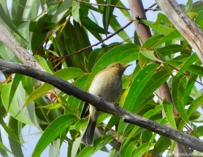 Brilhoningeter - Ptilotula fusca - Fuscous honeyeater
