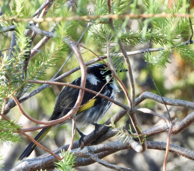 Witooghoningeter - Phylidonyris novaehollandiae - New Holland honeyeater
