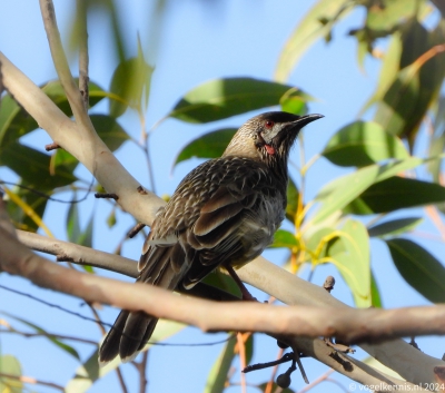 roodlelhoningeter - Anthochaera carunculata - Red wattlebird
