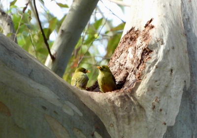 Belhoningeter - Manorina melanophrys - Bell miner
