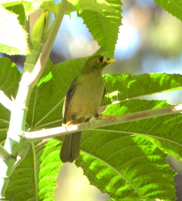 Belhoningeter - Manorina melanophrys - Bell miner
