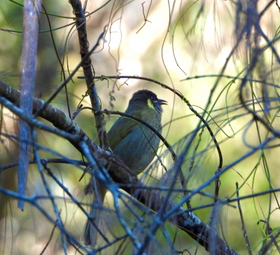 Geeloorhoningeter - Meliphaga lewinii - Lewin’s honeyeater
