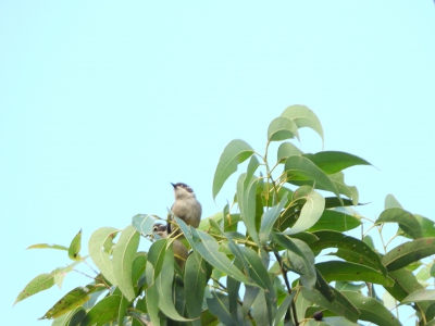 Bruine diadeemhoningeter - Melithreptus brevirostris - Brown-headed honeyeater
