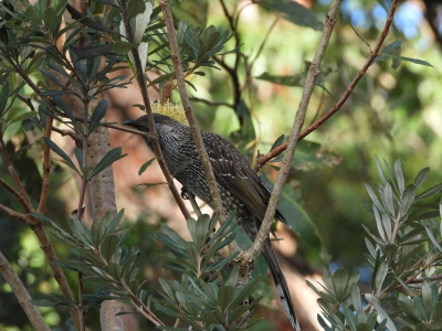 Kleine lelhoningeter - Anthochaera chrysoptera - Little wattlebird
