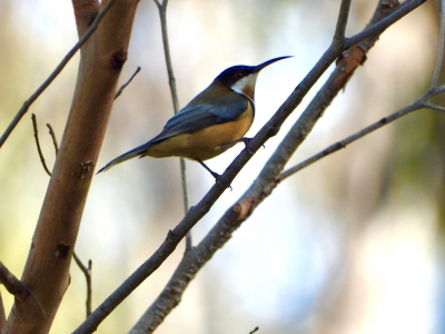 Zwarthalshoningvogel - Acanthorhynchus tenuirostris - Eastern spinebill
