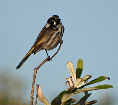 Witooghoningeter - Phylidonyris novaehollandiae - New Holland honeyeater
