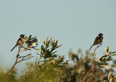 Witooghoningeter - Phylidonyris novaehollandiae - New Holland honeyeater
