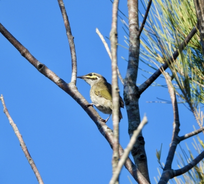 Geelmaskerhoningeter - Caligavis chrysops - Yellow-faced honeyeater
