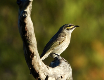 Geelmaskerhoningeter - Caligavis chrysops - Yellow-faced honeyeater
