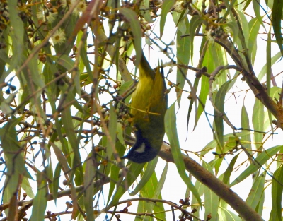 Witoorhoningeter - Nesoptilotis leucotis - White-eared honeyeater
