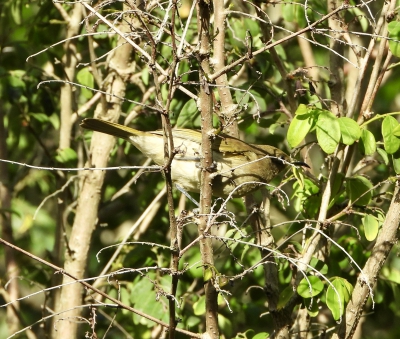 Parkhoningeter - Lichmera indistincta - Brown honeyeater
