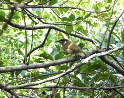 Geeloorhoningeter - Meliphaga lewinii - Lewin’s honeyeater
