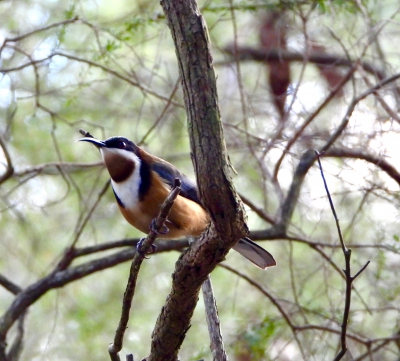 Zwarthalshoningvogel - Acanthorhynchus tenuirostris - Eastern spinebill
