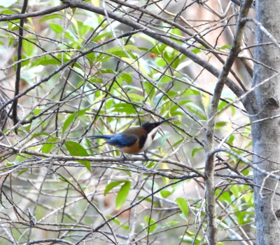 Zwarthalshoningvogel - Acanthorhynchus tenuirostris - Eastern spinebill
