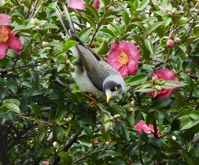 Tuinhoningeter - Manorina melanocephala - Noisy miner
